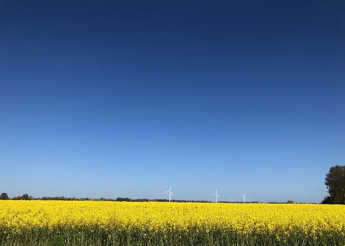 Tief 12 Seepferdchen Mit Internet 24 * 西里格